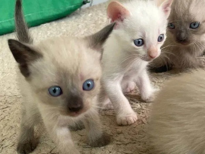 Kit Fofura Felina